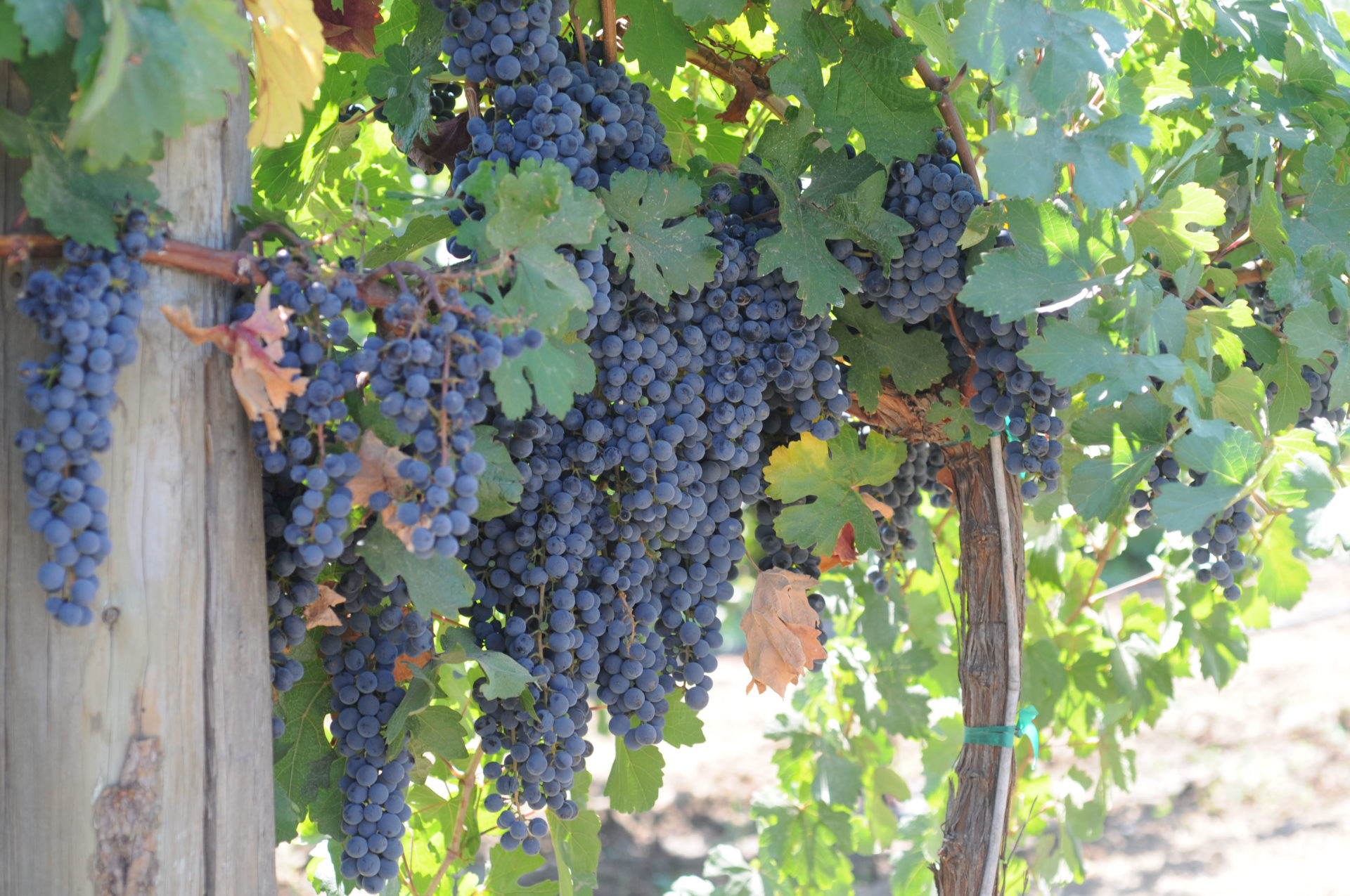 Сорт винограда Калифорния